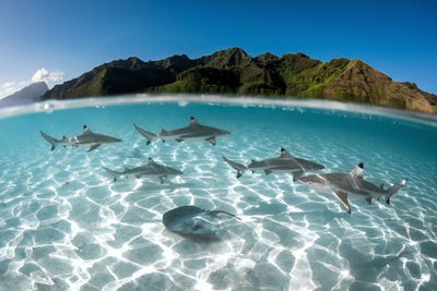 photographer-greg-fleurentin-won-a-gold-medal-for-this-image-of-sharks-and-a-ray-in-french-polynesias-moorea-lagoon.jpg