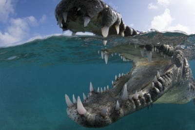 suzan-meldonian-got-up-close-and-personal-with-an-american-crocodile-in-cuba.jpg