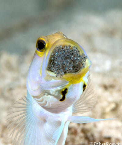 john-roach-captured-a-close-up-image-of-a-yellowhead-jawfish-in-the-caribbean-waters-of-the-netherlands-antilles.jpg