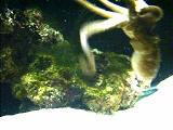 Schmunkel98's Octopus Eating Shrimp